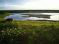 Snettisham-rspb-1