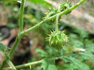 Solanum sisymbriifolium fruit