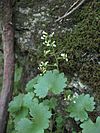 Sullivantia sullivantii.jpg