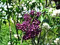 Syringa vulgaris Sarah Sands