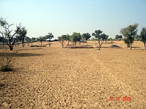 Thar Desert