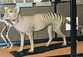 Thylacine-tring