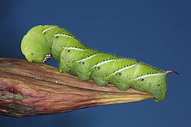 Tobacco Hornworm 1