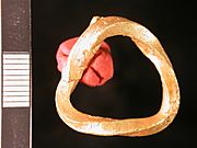 Torc fragment (FindID 416939)