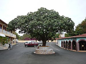 Treculia africana 0001