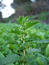 Urtica urens-1.jpg