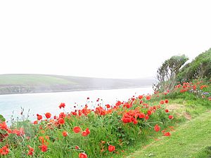 Waukmill Bay Poppies