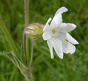 White campion close 700