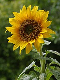 A sunflower