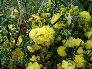 Acacia stenoptera 5500.jpg