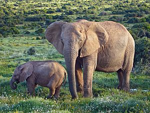 African Bush Elephants