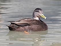 American Black Duck male RWD1.jpg