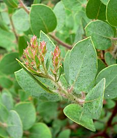 Arctostaphylos catalinae 2