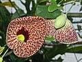 Aristolochiaceae - Aristolochia littoralis