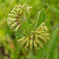 Asclepias viridiflora Arkansas.jpg