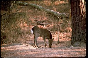 Assateague Island ASIS4010