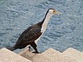 AustralianPiedCormorantAtSydneyOperaHouse2012