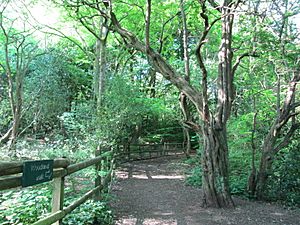 Bagnall Road Wood (geograph 5404959).jpg