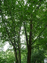 Betula alleghaniensis 03 by Line1