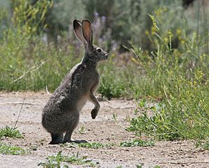 Black-tailed jackrabbit