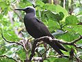 Black Noddy Tern