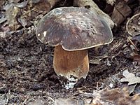 Boletus aereus IT