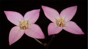 Boronia ovata.jpg