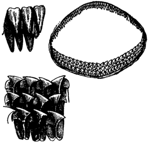 Britannica Shark Greenland Shark Dentition