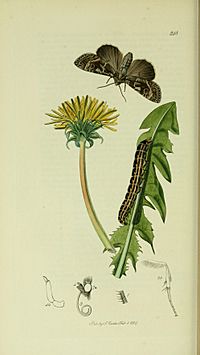 Britishentomologyvolume5Plate248