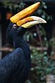 Buceros rhinoceros silvestris (Rhinoceros Hornbill - Rhinozeros-Hornvogel) - Weltvogelpark Walsrode 2012-01