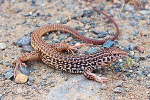 California Whiptail (Aspidoscelis tigris).JPG