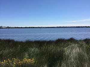 Canning River, Western Australia, Reeds