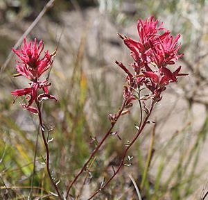 Castilleja linariifolia trio close