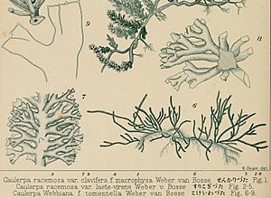 Caulerpa webbiana f. tomentella