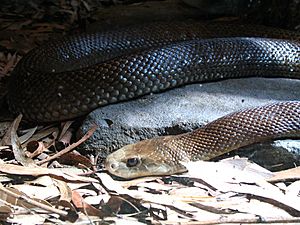 Costal Tiapan at Taronga Zoo.jpg