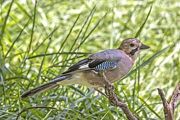 Cyprus jay (Garrulus glandarius glaszneri)