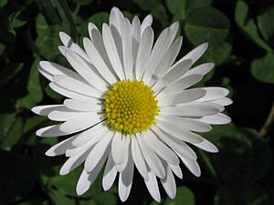 Daisy ntgr