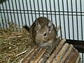 Degu-Rudi