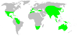 Distribution.ctenizidae.1.png