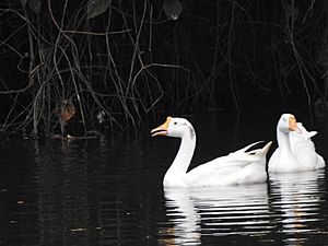 Domestic geese swimming