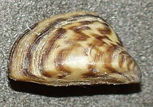 Dreissena polymorpha3