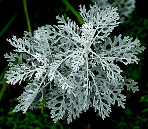 Dusty miller -- Artemisia stelleriana