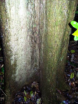 Ehretia acuminata - Booyong reserve.jpg