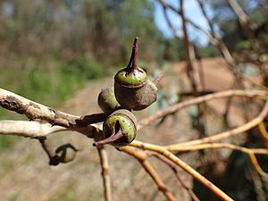 Eucalyptus cornuta fruit(2)