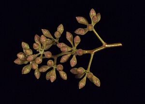 Eucalyptus dawsonii buds