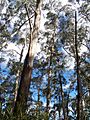 Eucalyptus oreades Bandabanda