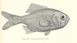 FMIB 45620 Paratrachichthys trailli.jpeg