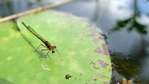 Female Splendid Longlegs face (15822762408).jpg