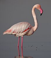 Flamant rose Salines de Thyna.jpg