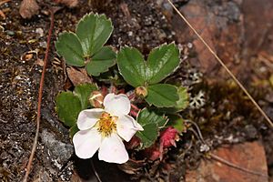 Fragaria virginiana 2427.JPG